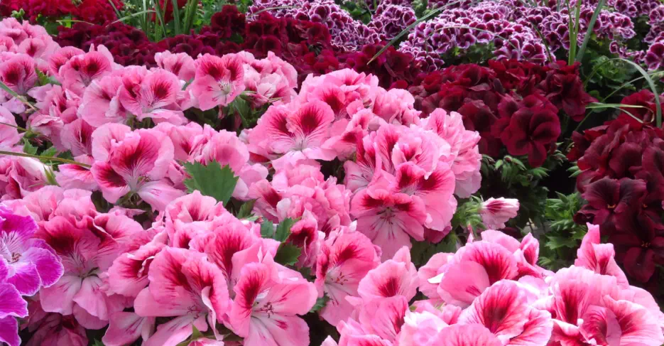 Amazing Background Photography just selected to be beautiful.